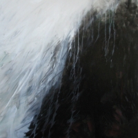 Fog and Forest